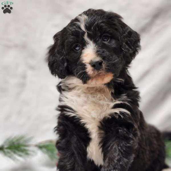 Oliver, Bernedoodle Puppy